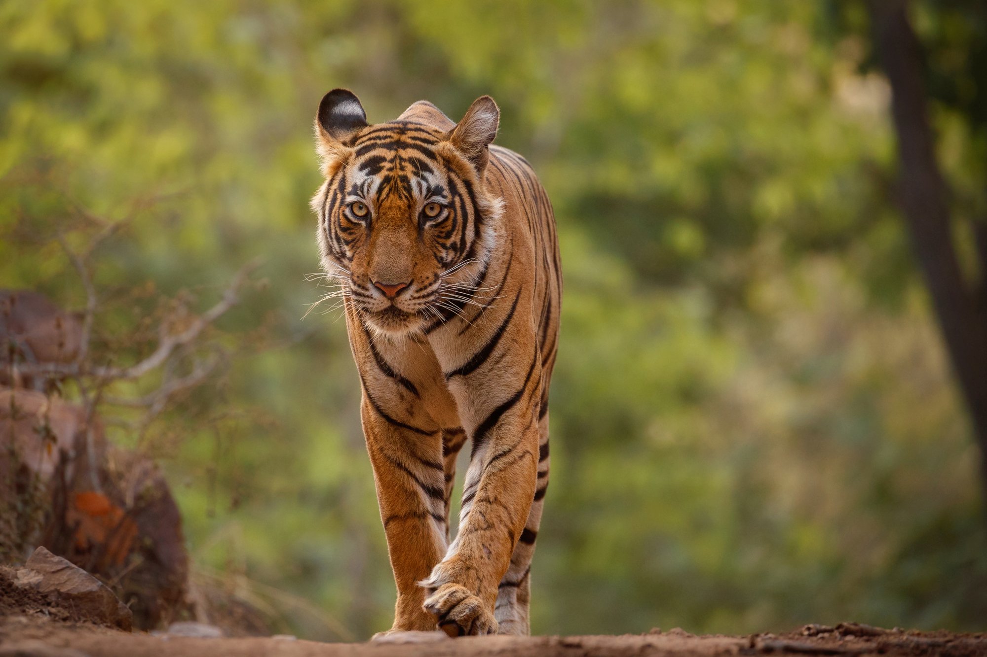 amazing-bengal-tiger-nature